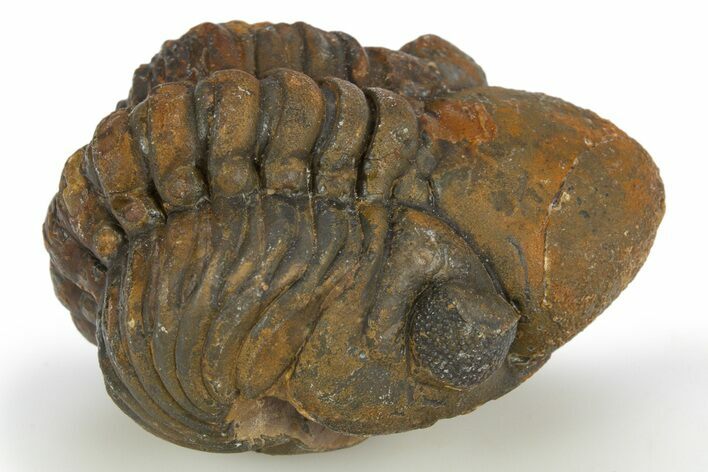 Partially Enrolled Reedops Trilobite - Atchana, Morocco #310286